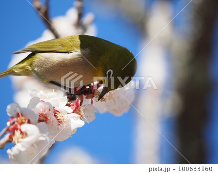 体中に黄色い花粉を浴びて梅の花の蜜を吸うメジロ 100633160
