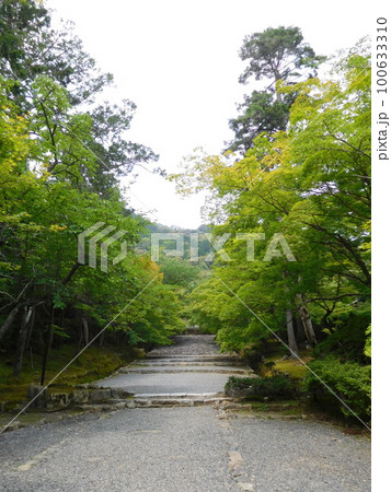 京都　二尊院　参道　紅葉の馬場 100633310