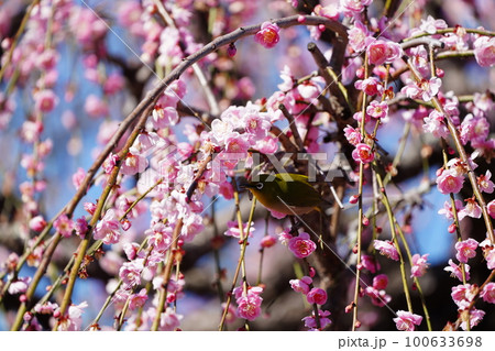 快晴の朝早く梅の花の蜜を吸うメジロ 快晴の朝早く梅の花の蜜を吸うメジロ 100633698