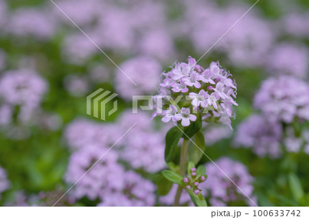クリーピングタイム花をクローズアップ/春の花 クリーピングタイム花をクローズアップ/春の花 100633742