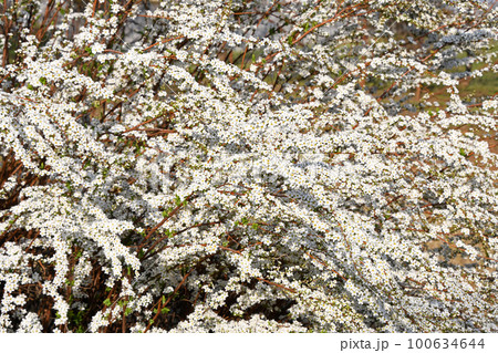 ユキヤナギ(雪柳) ユキヤナギ(雪柳) 100634644
