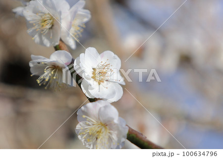 梅の花 100634796