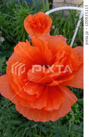 Red poppy on green weeds field. Poppy flowers.Close up poppy head. Red poppy on green weeds field. Poppy flowers.Close up poppy head. 100635115