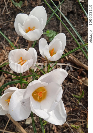 Blooming white crocuses growing on the ground in early spring. Blooming white crocuses growing on the ground in early spring. 100635119