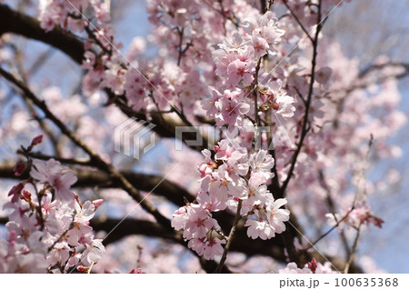 可憐なピンクの小彼岸桜 可憐なピンクの小彼岸桜 100635368