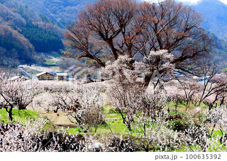 アンズの里　　信州の屋代　　花と植物が織りなす色紙 100635392