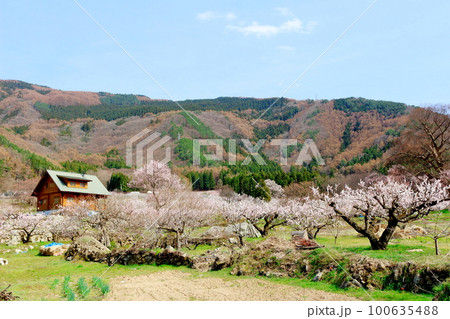 アンズの里　　信州の屋代　　花と植物が織りなす色紙 100635488