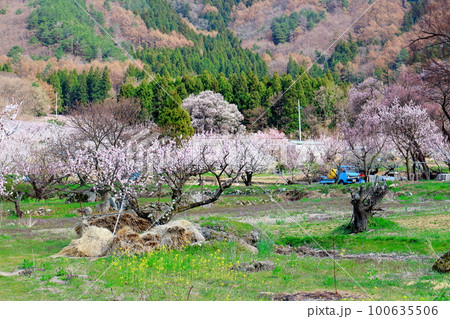アンズの里 信州の屋代 花と植物が織りなす色紙 アンズの里 信州の屋代 花と植物が織りなす色紙 100635506