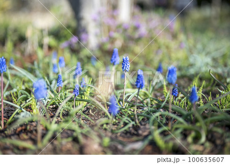 ムスカリ 春 花 素材 ムスカリ 春 花 素材 100635607