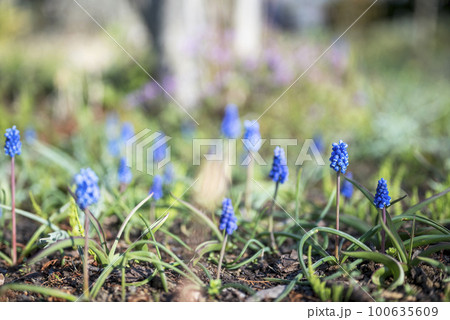 ムスカリ 春 花 素材 ムスカリ 春 花 素材 100635609