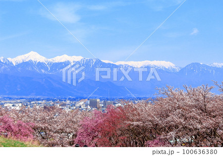 弘法山公園の桜　  　美しき桜の花　　花と植物が織りなす色紙 100636380