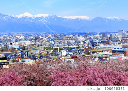 弘法山公園の桜　  　美しき桜の花　　花と植物が織りなす色紙 100636381