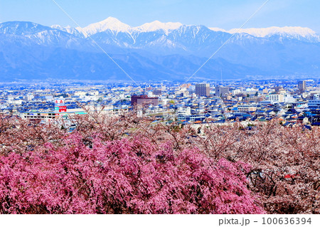 弘法山公園の桜 美しき桜の花 花と植物が織りなす色紙 弘法山公園の桜 美しき桜の花 花と植物が織りなす色紙 100636394