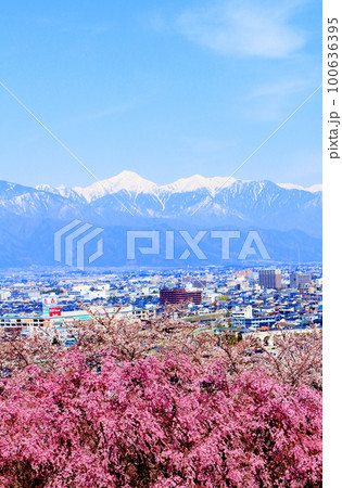 弘法山公園の桜 美しき桜の花 花と植物が織りなす色紙 弘法山公園の桜 美しき桜の花 花と植物が織りなす色紙 100636395
