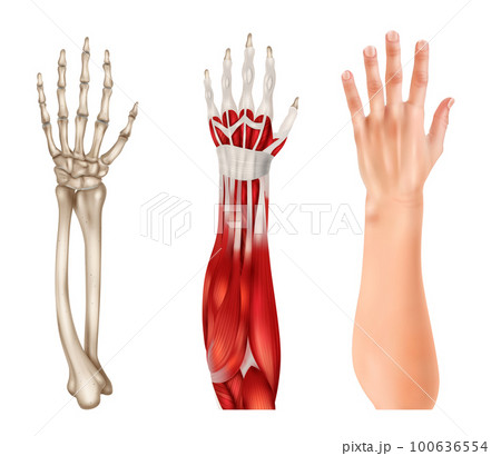 Hand Anatomy Realistic Set 100636554