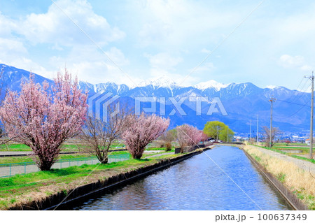 4月の安曇野 拾ケ堰公園の桜 美しき桜の花 花と植物が織りなす色紙 4月の安曇野 拾ケ堰公園の桜 美しき桜の花 花と植物が織りなす色紙 100637349