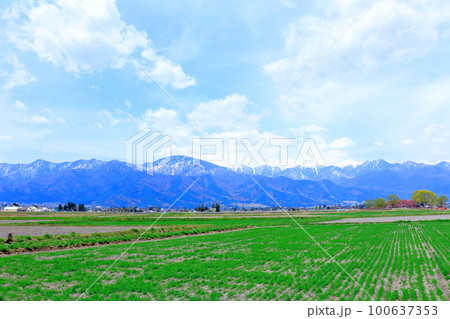 4月の安曇野　　拾ケ堰公園の桜　  　美しき桜の花　　花と植物が織りなす色紙 100637353