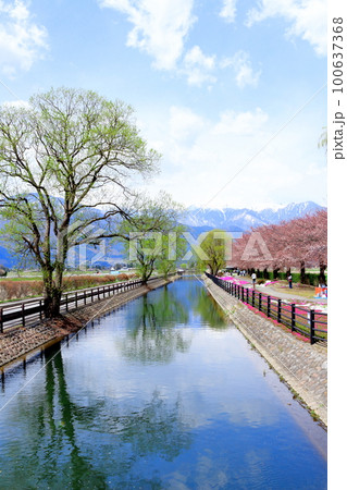4月の安曇野 拾ケ堰公園の桜 美しき桜の花 花と植物が織りなす色紙 4月の安曇野 拾ケ堰公園の桜 美しき桜の花 花と植物が織りなす色紙 100637368