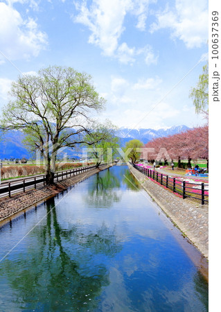 4月の安曇野 拾ケ堰公園の桜 美しき桜の花 花と植物が織りなす色紙 4月の安曇野 拾ケ堰公園の桜 美しき桜の花 花と植物が織りなす色紙 100637369