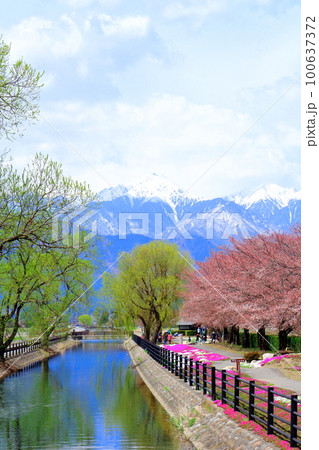 4月の安曇野　　拾ケ堰公園の桜　  　美しき桜の花　　花と植物が織りなす色紙 100637372