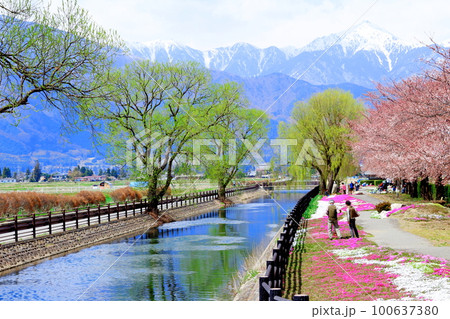 4月の安曇野 拾ケ堰公園の桜 美しき桜の花 花と植物が織りなす色紙 4月の安曇野 拾ケ堰公園の桜 美しき桜の花 花と植物が織りなす色紙 100637380