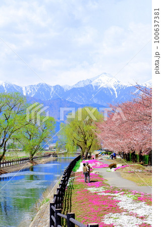 4月の安曇野　　拾ケ堰公園の桜　  　美しき桜の花　　花と植物が織りなす色紙 100637381