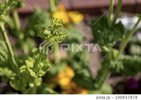 黄色い菜の花の芽 黄色い菜の花の芽 100637878