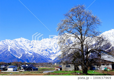 4月の白馬村 麗しき北アルプス 白馬村と冠雪の北アルプス 4月の白馬村 麗しき北アルプス 白馬村と冠雪の北アルプス 100637969