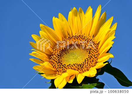 青空の下のひまわり 100638050