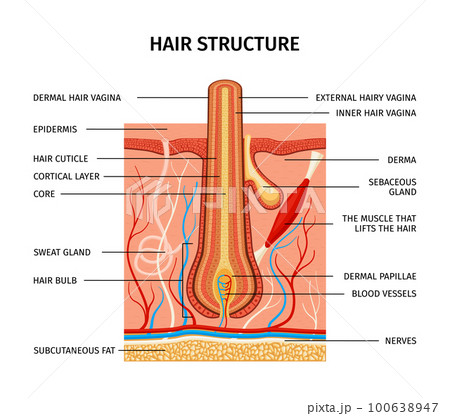 Hair Structure Description Composition 100638947