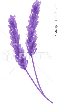 watercolour purple lavender flower hand painting illustration watercolour purple lavender flower hand painting illustration 100639577