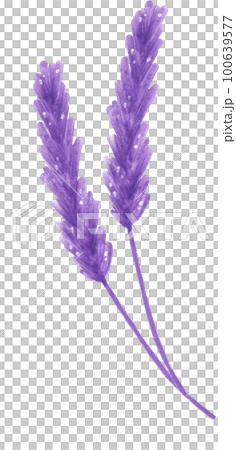 watercolour purple lavender flower hand painting illustration watercolour purple lavender flower hand painting illustration 100639577