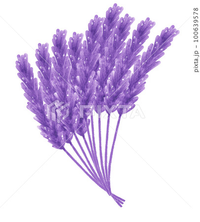 watercolour purple lavender flower hand painting illustration watercolour purple lavender flower hand painting illustration 100639578