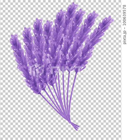 watercolour purple lavender flower hand painting illustration watercolour purple lavender flower hand painting illustration 100639578