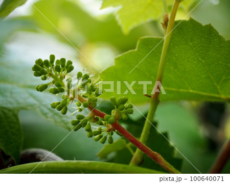 ぶどう(ナイアガラ)の蕾 ぶどう(ナイアガラ)の蕾 100640071