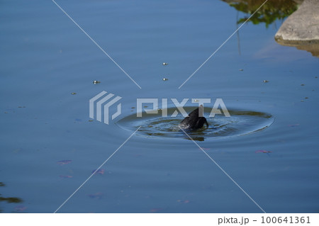 オオバンのペアが朝食の水草を食べる オオバンのペアが朝食の水草を食べる 100641361