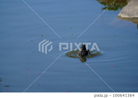 オオバンのペアが朝食の水草を食べる オオバンのペアが朝食の水草を食べる 100641364