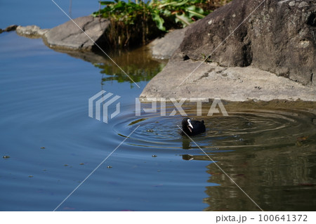 オオバンのペアが朝食の水草を食べる 100641372