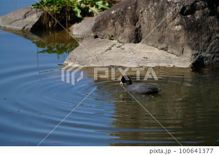 オオバンのペアが朝食の水草を食べる オオバンのペアが朝食の水草を食べる 100641377