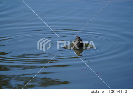 オオバンのペアが朝食の水草を食べる 100641383