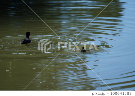 オオバンのペアが朝食の水草を食べる 100641385