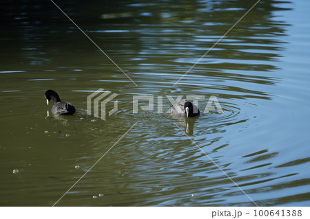 オオバンのペアが朝食の水草を食べる オオバンのペアが朝食の水草を食べる 100641388