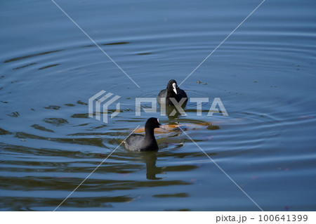 オオバンのペアが朝食の水草を食べる 100641399