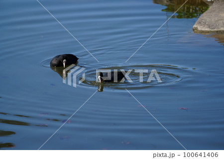 オオバンのペアが朝食の水草を食べる 100641406