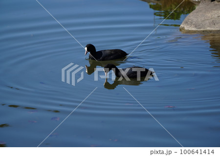 オオバンのペアが朝食の水草を食べる オオバンのペアが朝食の水草を食べる 100641414