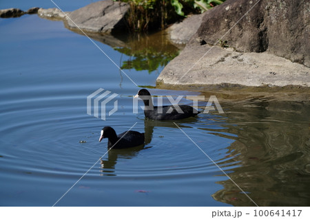 オオバンのペアが朝食の水草を食べる オオバンのペアが朝食の水草を食べる 100641417
