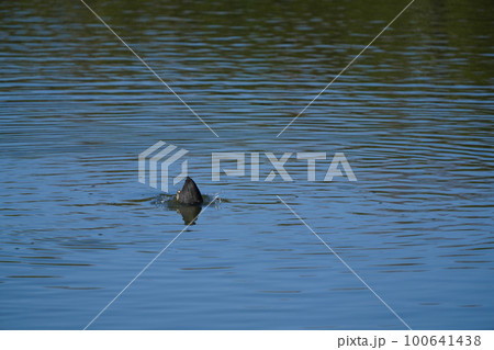 オオバンのペアが朝食の水草を食べる オオバンのペアが朝食の水草を食べる 100641438