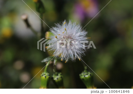 日本の早春の野原に咲くノボロギクの黄色い花と白い種 日本の早春の野原に咲くノボロギクの黄色い花と白い種 100641846