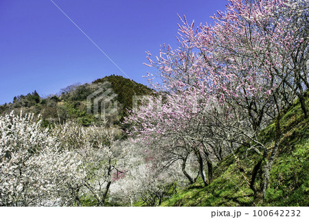 東京都　八王子市　高尾梅郷　木下沢梅林（こげさわばいりん) 100642232