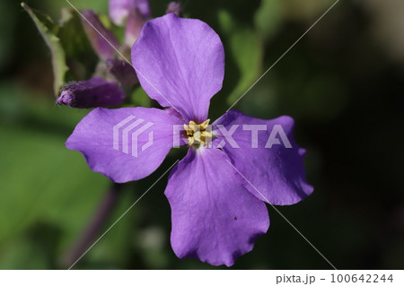 日本の早春の野原に咲く紫色のムラサキハナナの花 日本の早春の野原に咲く紫色のムラサキハナナの花 100642244